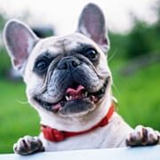 Pet-services-31-1-free-img.jpg Pet-services-31-1-free-img.jpg