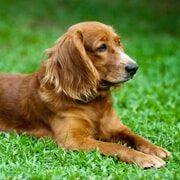Pet-services-31-7-free-img.jpg Pet-services-31-7-free-img.jpg