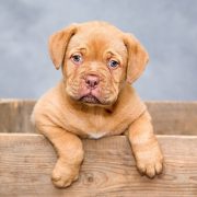 dogue-de-bordeaux-head dogue-de-bordeaux-head